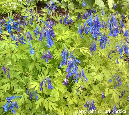 Corydalis elata ×fleuxuosa, kiurunkannus